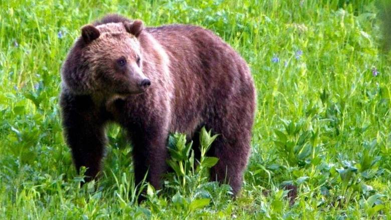 Κάτοικος Αγιοφύλλου πάλεψε με αρκούδα και κατέληξε στο νοσοκομείο